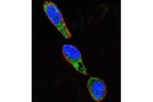 Confocal immunofluorescent analysis of SRC Antibody  (ABIN652537 and ABIN2842362) with  cell followed by Alexa Fluor 488-conjugated goat anti-rabbit lgG (green). (Src antibody  (AA 397-424))