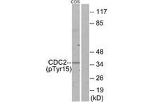 Western blot analysis of extracts from COS7 cells, using CDC2 (Phospho-Tyr15) Antibody. (CDK1 antibody  (pTyr15))