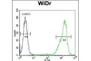 Z Antibody (N-term) (ABIN654759 and ABIN2844443) flow cytometric analysis of WiDr cells (right histogram) compared to a negative control cell (left histogram). (ZNF180 antibody  (N-Term))
