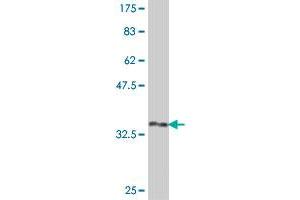 Western Blot detection against Immunogen (32. (Histone Cluster 1, H3g (HIST1H3G) (AA 1-60) antibody)