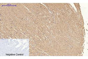 Immunohistochemical analysis of paraffin-embedded rat heart tissue. (Cyclin A antibody  (AA 190-270))