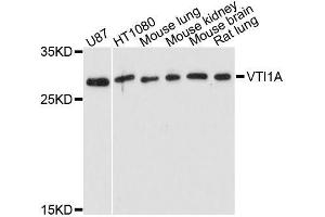 Western blot analysis of extracts of various cell lines, using VTI1A antibody. (VTI1A antibody  (AA 1-180))