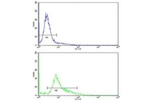 Flow cytometric analysis of 293 cells using WNT4 antibody (green) compared to a negative control (blue). (WNT4 antibody  (AA 242-269))