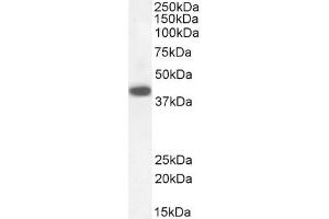 Western Blotting (WB) image for anti-Death-Associated Protein 3 (DAP3) (C-Term) antibody (ABIN184743)