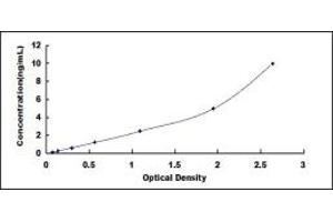 Typical standard curve (ATP1B4 ELISA Kit)