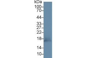 Peroxiredoxin 5 antibody  (AA 49-210)