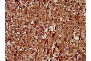 IHC image of ABIN7149870 diluted at 1:400 and staining in paraffin-embedded human adrenal gland tissue performed on a Leica BondTM system. (SAT2 antibody  (AA 1-170))