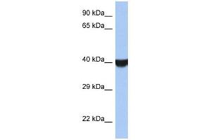 TMED8 antibody used at 1 ug/ml to detect target protein. (TMED8 antibody  (Middle Region))
