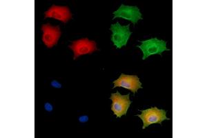 ABIN6261381 and ABIN6278681 staining  cells by IF/ICC. (DUSP14 antibody  (Internal Region))