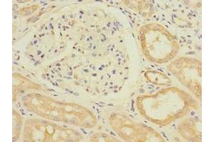 Immunohistochemistry of paraffin-embedded human kidney tissue using ABIN7171184 at dilution of 1:100 (HERV-FRD Provirus Ancestral Env Polyprotein (Herv-frd) (AA 16-250) antibody)