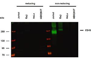 Anti-Hu CD45 Purified (clone HI30) works in WB application under non-reducing conditions. (CD45 antibody)