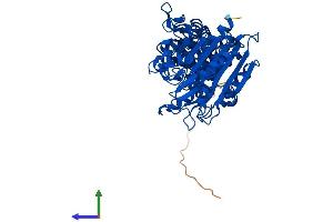 AlphaFold protein structure predicition of Human Recombinant LAP3 Protein, UniprotID P28838 (LAP3 Protein (AA 1-519) (His tag))