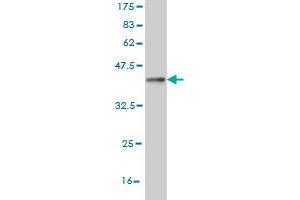 Western Blot detection against Immunogen (36. (COG6 antibody  (AA 558-657))