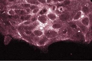 Immunofluorescence staining of HCT-8 cells. (PKC iota antibody  (AA 397-558))