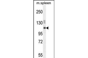SYNE3 Antibody (C-term) (ABIN654777 and ABIN2844458) western blot analysis in mouse spleen cell line lysates (35 μg/lane). (Nesprin3 antibody  (C-Term))
