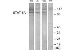 Western blot analysis of extracts from 293/Jurkat/HeLa cells, treated with PMA 125ng/ml 30', using STAT5A (Ab-780) Antibody. (STAT5A antibody  (AA 745-794))