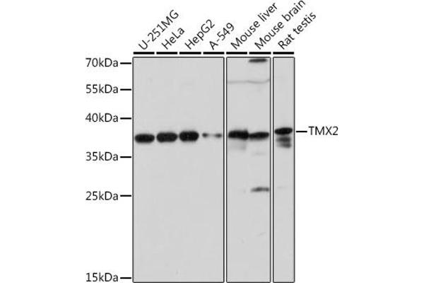 TMX2 antibody  (AA 128-296)