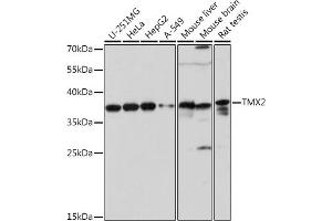 TMX2 antibody  (AA 128-296)