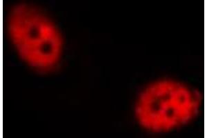 ABIN6267455 staining RAW264. (SHP1 antibody  (pTyr536))