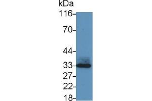 Western Blotting (WB) image for anti-Mdm2, p53 E3 Ubiquitin Protein Ligase Homolog (Mouse) (MDM2) (AA 1-321) antibody (ABIN7441388)