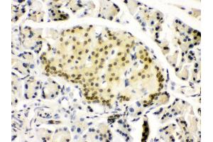 Anti- PAX6 Picoband antibody, IHC(P) IHC(P): Rat Pancreas Tissue (PAX6 antibody  (Middle Region))