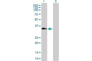 Western Blot analysis of XAF1 expression in transfected 293T cell line by XAF1 MaxPab polyclonal antibody.