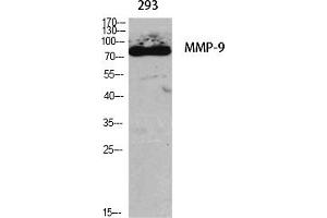 Western Blot analysis of various cells using MMP-9 Polyclonal Antibody diluted at 1:1000.