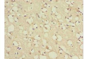 Immunohistochemistry of paraffin-embedded human brain tissue using ABIN7172431 at dilution of 1:100 (TCEAL7 antibody  (AA 1-100))