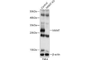 Western blot analysis of extracts of various cell lines, using NNMT antibody (ABIN7268908) at 1:500 dilution. (NNMT antibody  (AA 1-264))