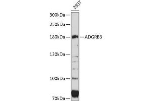 Western blot analysis of extracts of 293T cells, using  antibody (ABIN6127781, ABIN6136569, ABIN6136570 and ABIN6215520) at 1:3000 dilution.