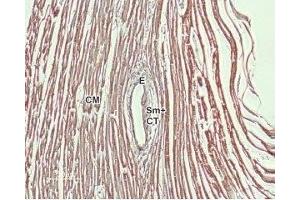 Expression of NCX1 in rat heart - Immunohistochemical staining of rat heart paraffin-embedded sections using Anti-NCX1 (SLC8A1) Antibody (ABIN7043754, ABIN7044875 and ABIN7044876), (1:100). (SLC8A1 antibody  (3rd Intracellular Loop))