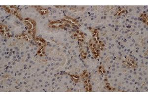 Immunohistochemistry of paraffin-embedded Mouse kidney using ANXA5 Polyclonal Antibody at dilution of 1:50 (Annexin V antibody)