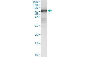 Immunoprecipitation of MMP3 transfected lysate using anti-MMP3 MaxPab rabbit polyclonal antibody and Protein A Magnetic Bead , and immunoblotted with MMP3 purified MaxPab mouse polyclonal antibody (B01P) . (MMP3 antibody  (AA 1-477))