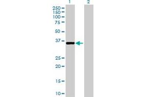 Western Blot analysis of SGK493 expression in transfected 293T cell line by SGK493 MaxPab polyclonal antibody.