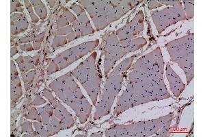 Immunohistochemical analysis of paraffin-embedded rat muscle, antibody was diluted at 1:100.