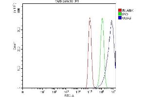 anti-Ubiquitin-Like Modifier Activating Enzyme 6 (UBA6) (AA 85-1033) antibody