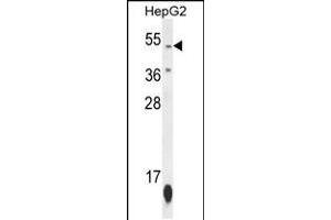 Western blot analysis in HepG2 cell line lysates (35ug/lane). (ZNF566 antibody  (N-Term))