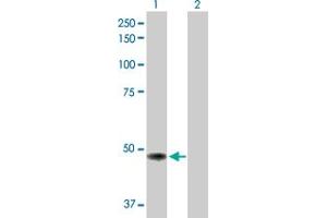 Western Blot analysis of TP53 expression in transfected 293T cell line by TP53 MaxPab polyclonal antibody. (p53 antibody  (AA 1-393))