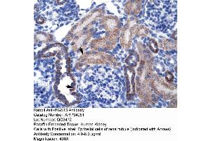Human kidney (RGS13 antibody  (Middle Region))