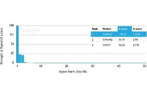 Analysis of Protein Array containing more than 19,000 full-length human proteins using CD40 Mouse Ligand Monoclonal Antibody (CD40LG/2763) Z- and S- Score: The Z-score represents the strength of a signal that a monoclonal antibody (MAb) (in combination with a fluorescently-tagged anti-IgG secondary antibody) produces when binding to a particular protein on the HuProtTM array. (CD40 Ligand antibody  (AA 108-261))