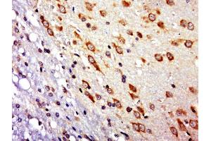 Paraformaldehyde-fixed, paraffin embedded rat brain, Antigen retrieval by boiling in sodium citrate buffer (pH6. (RNF10 antibody)