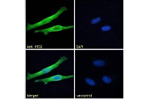 ABIN185268 Immunofluorescence analysis of paraformaldehyde fixed HeLa cells, permeabilized with 0. (FTCD antibody  (Internal Region))