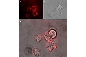 Immunocytochemistry (ICC) image for anti-Poliovirus Receptor-Related 1 (Herpesvirus Entry Mediator C) (PVRL1) (AA 177-190), (Extracellular) antibody (ABIN7043440)