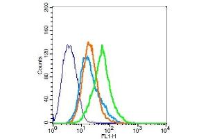 293FT cells probed with Rabbit Anti-RAI3 Polyclonal Antibody, Unconjugated  at 1:20 for 30 minutes followed by incubation with a conjugated secondary -FITC) (green) for 30 minutes compared to control cells (blue), secondary only (light blue) and isotype control (orange). (GPRC5A antibody  (AA 1-33))