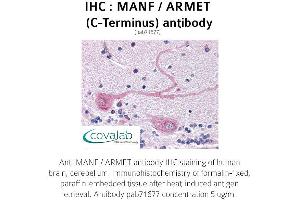 Image no. 1 for anti-Mesencephalic Astrocyte-Derived Neurotrophic Factor (MANF) (C-Term) antibody (ABIN1736691) (MANF antibody  (C-Term))