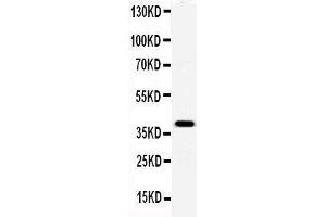 Anti-Serum Amyloid P Picoband antibody,  All lanes: Anti-Serum Amyloid P at 0. (APCS antibody  (AA 21-224))