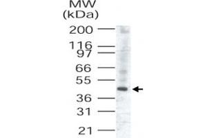 Western blot analysis of TRIB3 in human liver lysate (TRIB3 polyclonal antibody, Cat # PAB0336) . (TRIB3 antibody  (AA 315-332))
