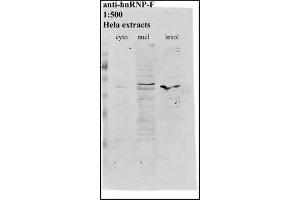 Image no. 2 for anti-Heterogeneous Nuclear Ribonucleoprotein F (HNRNPF) antibody (ABIN108582) (HNRNPF antibody)