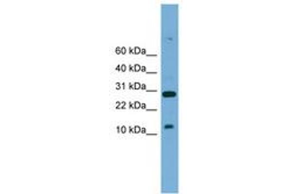 TAL2 antibody  (AA 51-100)