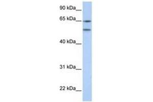 Image no. 1 for anti-5-Hydroxytryptamine (serotonin) Receptor 2A (HTR2A) (N-Term) antibody (ABIN6741497)
